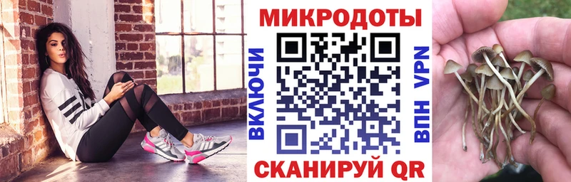Купить где  Тара  Псилоцибиновые грибы прущие грибы 